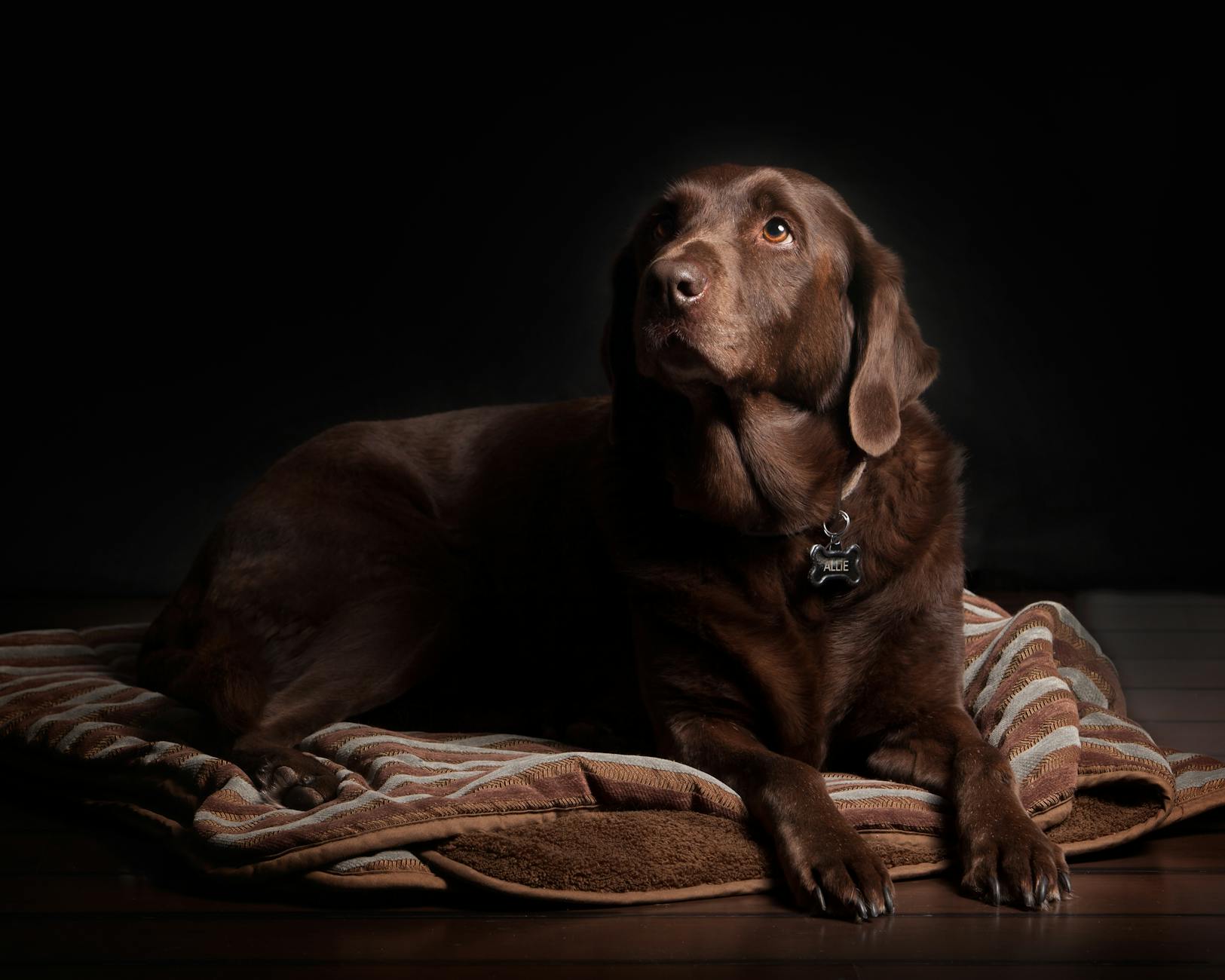 Chocolate Museums: Must-Visit Gems for Chocolate Lovers A chocolate Labrador dog lounging on a cozy rug with a dark background.