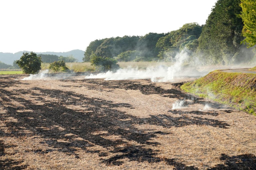 Cocoa Farming's Impact: Best Sustainable Practices for Eco-Friendly Growth Smoke ascends from a recently burnt field in a lush rural landscape, bordered by trees.